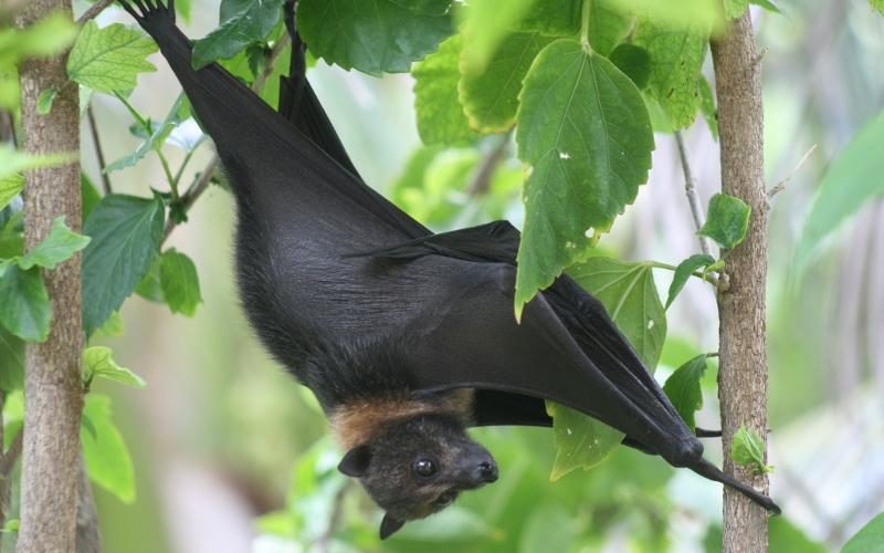 Nuit internationale de la chauve-souris 2023 – ZAKWELI